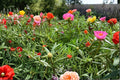 Moss Rose Double Mix Seeds – Portulaca grandiflora – Colorful Annual Flowering Plant for Full Sun Gardens