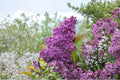 Purple Lilac Seeds for Planting – 50 Syringa vulgaris Flowering Shrub Seeds for Garden, Landscape & Cottage Gardens