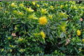 Dwarf Golden Penda Seeds – Xanthostemon chrysanthus – Ornamental Evergreen Tree with Golden Yellow Flowers – Tropical Garden Plant