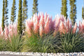 Giant Pink Pampas Grass Seeds – Cortaderia selloana, Ornamental Perennial with Pink Feathery Plumes, Landscaping & Garden Borders