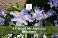 4 Fringed Iris Rhizomes Purple Walking Iris Perennial Shade Garden Plant Iris japonica