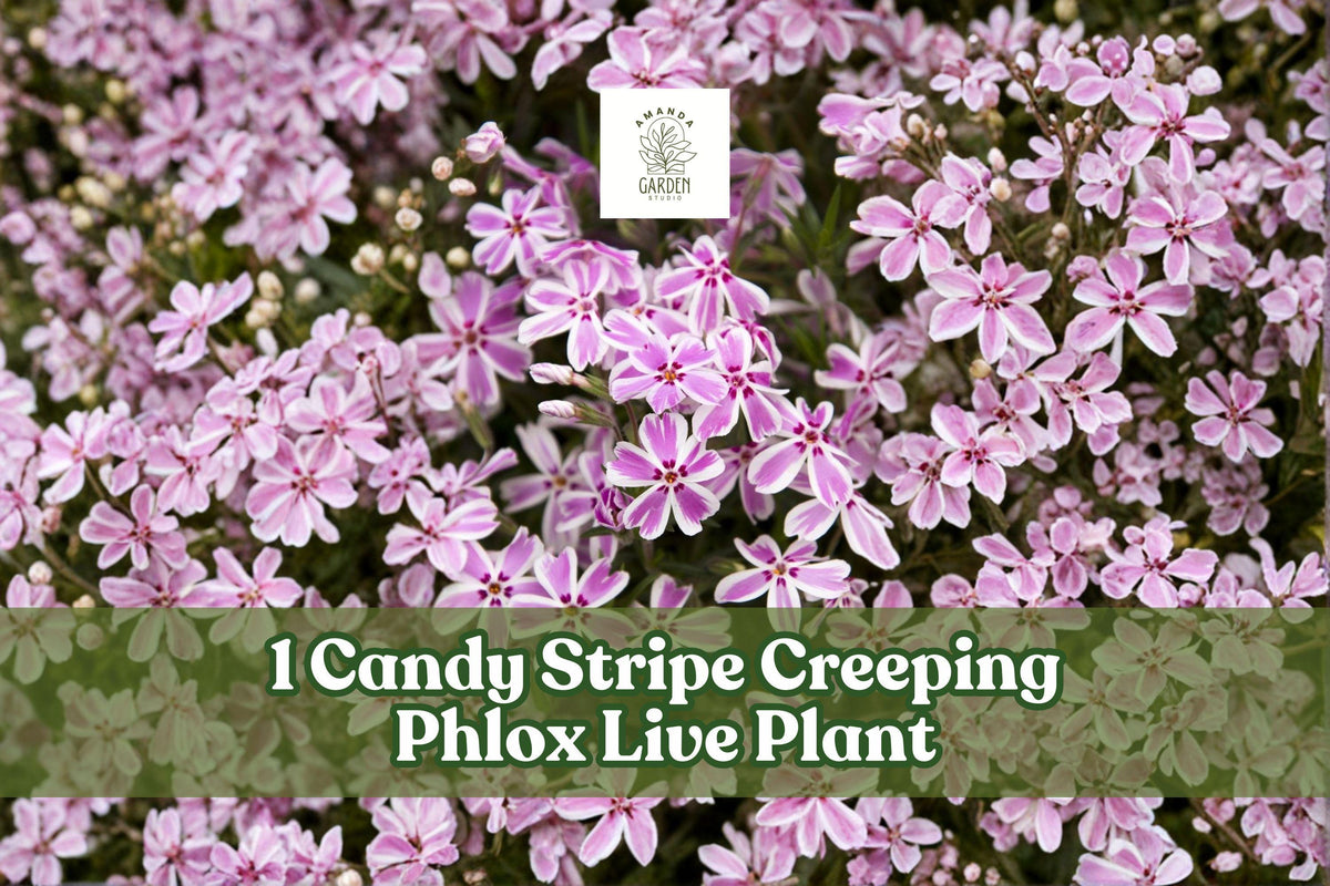Candy Stripe Creeping Phlox Live Plant Plug | Pink White Groundcover | Phlox subulata | Spring Flowering Perennial
