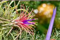 10 Seeds Mimosa pudica Shy Plant Sensitive Plant