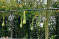 1 Seeds Trombone Squash Cucurbita moschata Winter Squash
