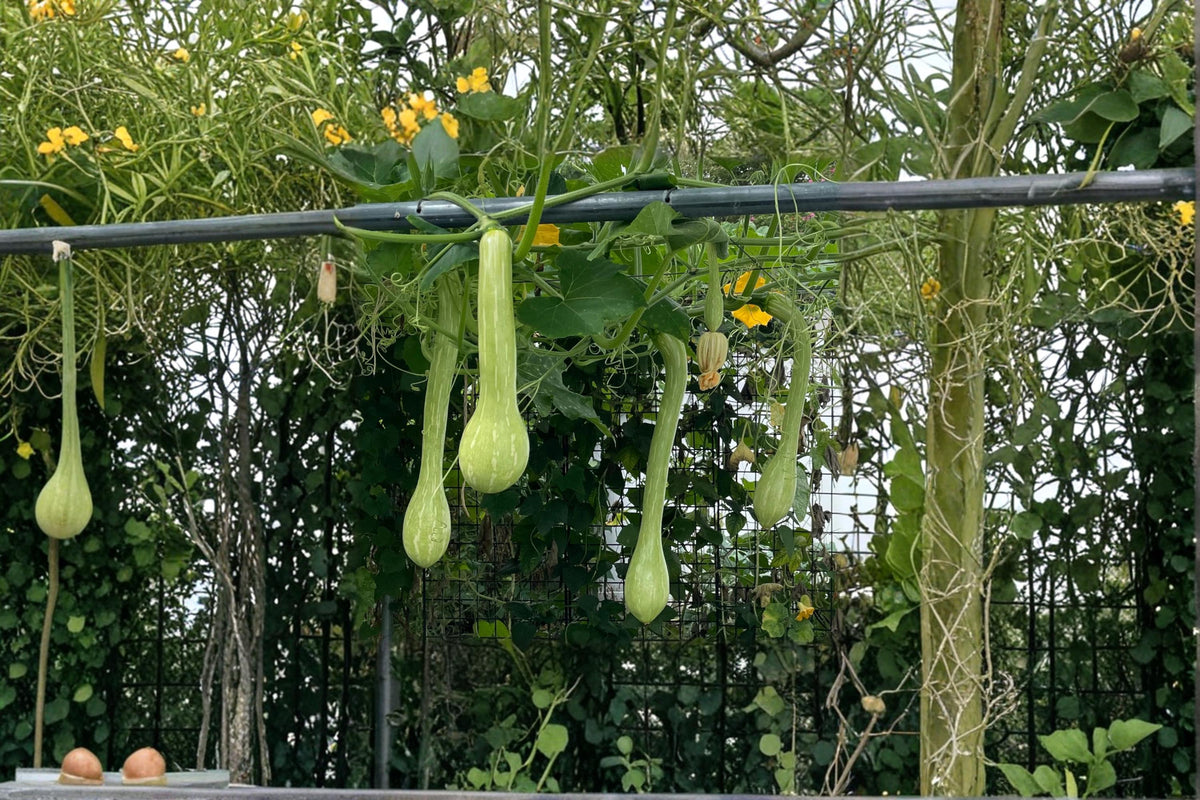 1 Seeds Trombone Squash Cucurbita moschata Winter Squash