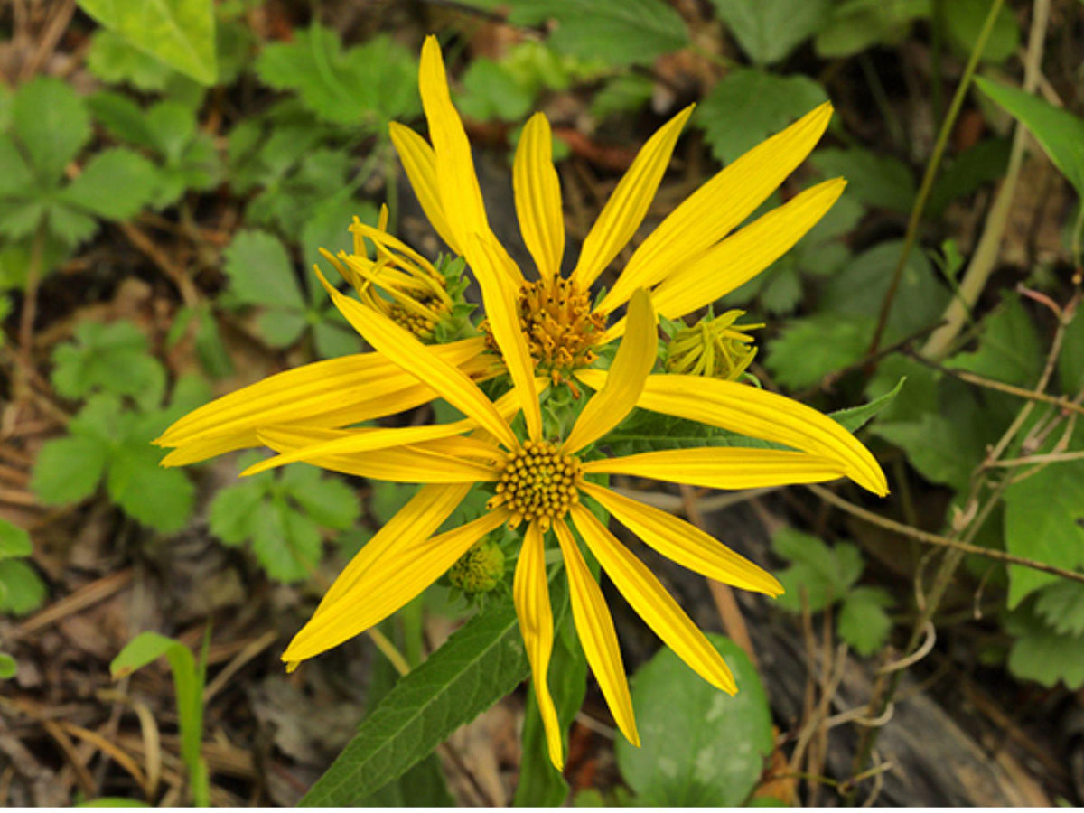 30 Seeds Yellow Crownbeard Verbesina helianthoides Native Wildflower Pollinator Prairie