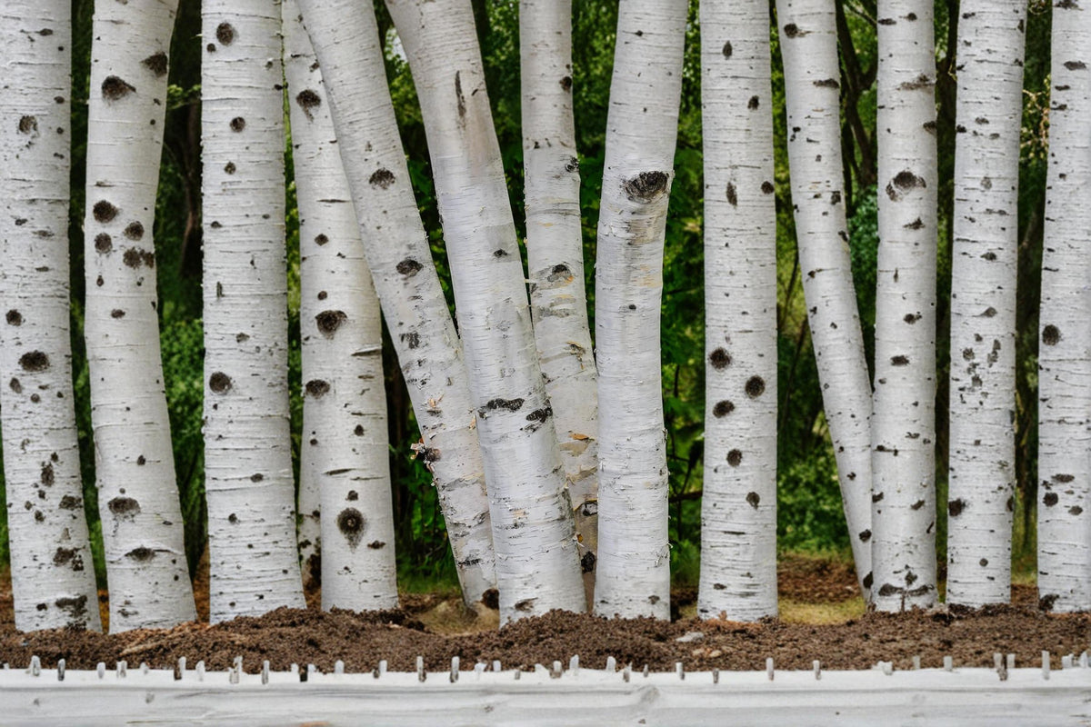 100 Seeds White Paper Birch Betula papyrifera Cold Hardy Shade Tree
