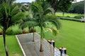 5 Seeds King Palm Archontophoenix alexandrae Tropical Palm Tree