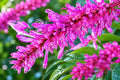 Purple Firespike Plant - Semi-Tropical Perennial Shrub with Purple Flowers - Attracts Butterflies & Hummingbirds - Odontonema strictum