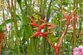 Gold Heliconia Seeds – Heliconia champneiana Tropical Flowering Plant with Yellow Bracts, Garden, Landscape, Exotic Foliage