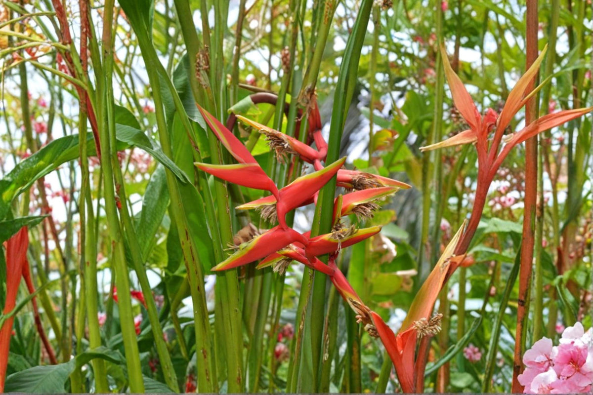 10 Seeds Gold Heliconia Heliconia champneiana Tropical Flowering Perennial