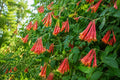 Coral Honeysuckle Vine Plant - Bright Orange Flowers - Lonicera sempervirens - Florida Native Climbing Vine for Gardens