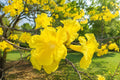 Honey Due Dahlia Tuber Clump – Bright Colorful Garden Flowers – Dahlia pinnata Bulb for Borders, Containers & Cutting Gardens
