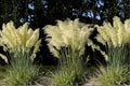 100 Seeds White Pampas Grass Cortaderia selloana Ornamental Plume Grass