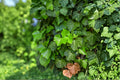 English Ivy Seeds, Hedera helix, Climbing Vine for Ground Cover & Walls, Evergreen Foliage, Outdoor Planting, 30 Seeds