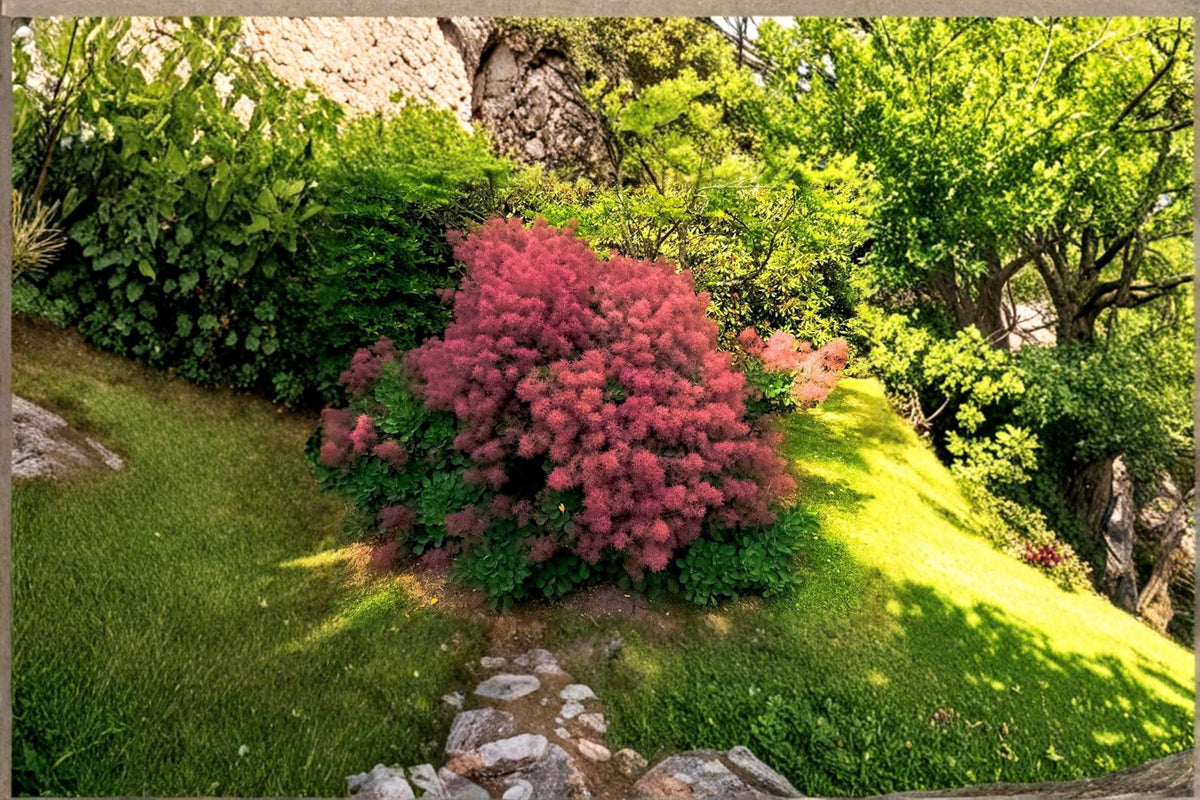 40 Seeds Smoke Tree Cotinus coggygria Ornamental Shrub