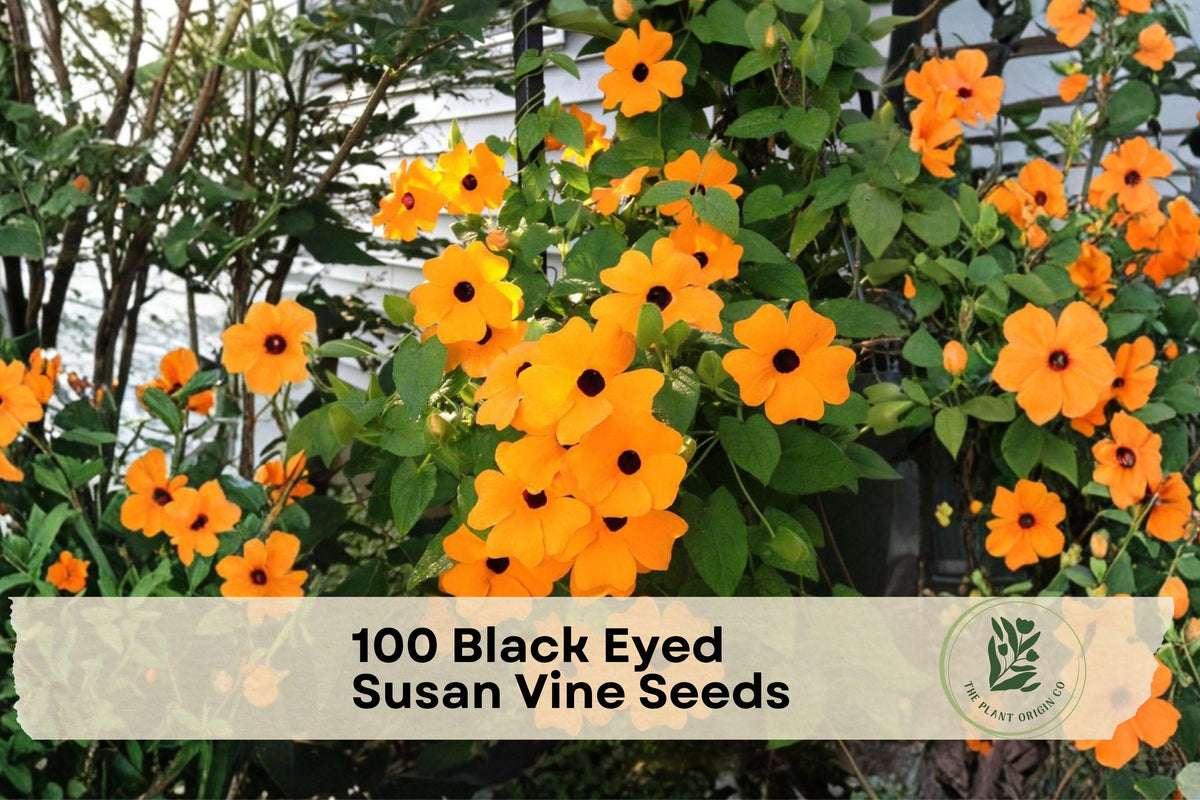 Black Eyed Susan Vine Seeds, Climbing Flower Seeds, Thunbergia alata, Yellow with Dark Center, 100 Pack