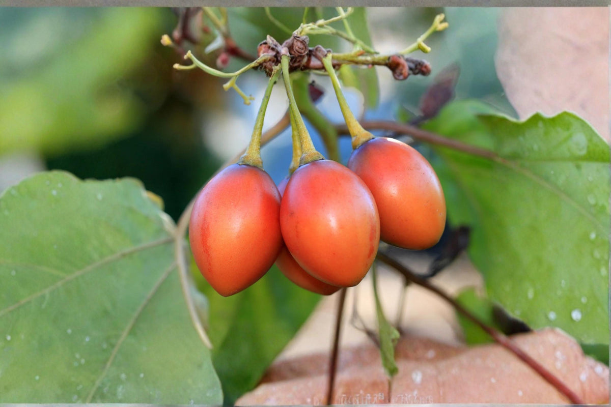 10 Seeds Tamarillo Tomato Tree Solanum betaceum