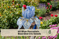45 Blue Porcelain Bearded Iris Seeds - Ornamental Perennial Flower Seeds for Borders, Walkways, Garden Beds Iris germanica