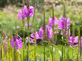 Obedient Plant Seeds | Physostegia virginiana | Pink, Lavender & White Flowering Perennial for Garden & Prairie Planting