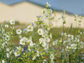 Starry Campion Seeds | Silene stellata Wildflower | White Star-Shaped Flowers | Perennial for Woodland Gardens & Natural Landscapes