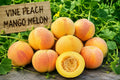 Vine Peach Mango Melon Seeds, Cucumis melo var. chito, Tropical Fruit, Fast-Growing Annual Vine for Garden Beds & Trellises