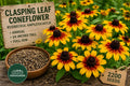 Clasping Leaf Coneflower Seeds, Rudbeckia amplexicaulis, Yellow-Orange Wildflower, Drought-Tolerant Annual for Gardens & Pollinators