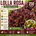 Lolla Rosa Lettuce Seeds 250 – Red Leaf Salad Greens Lactuca sativa, Decorative Frilled Burgundy Foliage