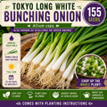 Tokyo Long White Bunching Onion Seeds – Green Onion Allium cepa, Edible Green Tops & White Stems, Vegetable for Garden & Container Planting