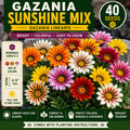 Gazania Sunshine Mix Seeds – Colorful Perennial Flowers, Gazania linearis, Compact Daisy-Like Blooms for Borders, Containers, and Gardens