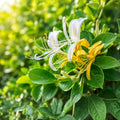 Color Changing Honeysuckle Vine | Fragrant Climbing Plant | Live Bare Root Lonicera spp. | 1 Foot Plus Plant
