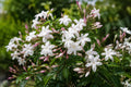 Large White Fleurel Dahlia Bulb Clump | Dinner Plate Dahlia Tuber | Dahlia pinnata Flowers for Garden & Cut Arrangements