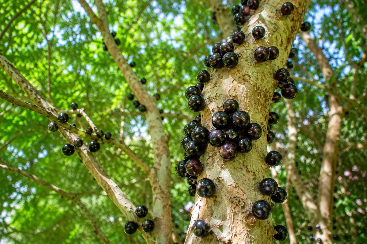 Live Jaboticaba Fruit Tree in 4" Pot | Brazilian Grape Plinia cauliflora | Edible Fruit & Ornamental Tree