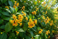 Cestrum aurantiacum Orange Zest Peel Jasmine Tropical Fragrant Flower Shrub for Garden or Container