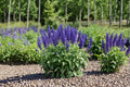 Blue Queen Salvia Seeds – Salvia farinacea, Perennial Flowering Plant, Blue Blooms, Garden Seeds, Full Sun, Well-Drained Soil