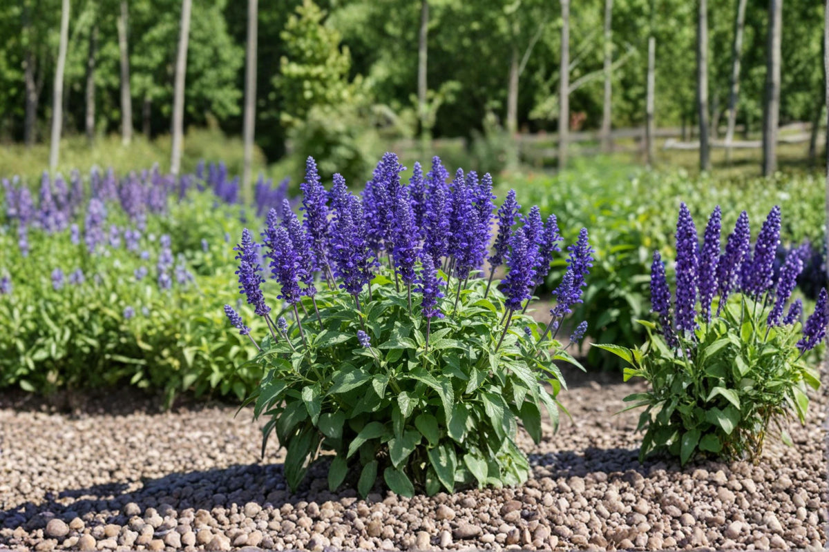 50 Seeds Blue Queen Salvia Salvia farinacea Drought Tolerant