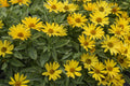 False Sunflower Seeds 55 Pack – Heliopsis scabra 'Summer Sun' Perennial Bright Yellow Daisy Flowers