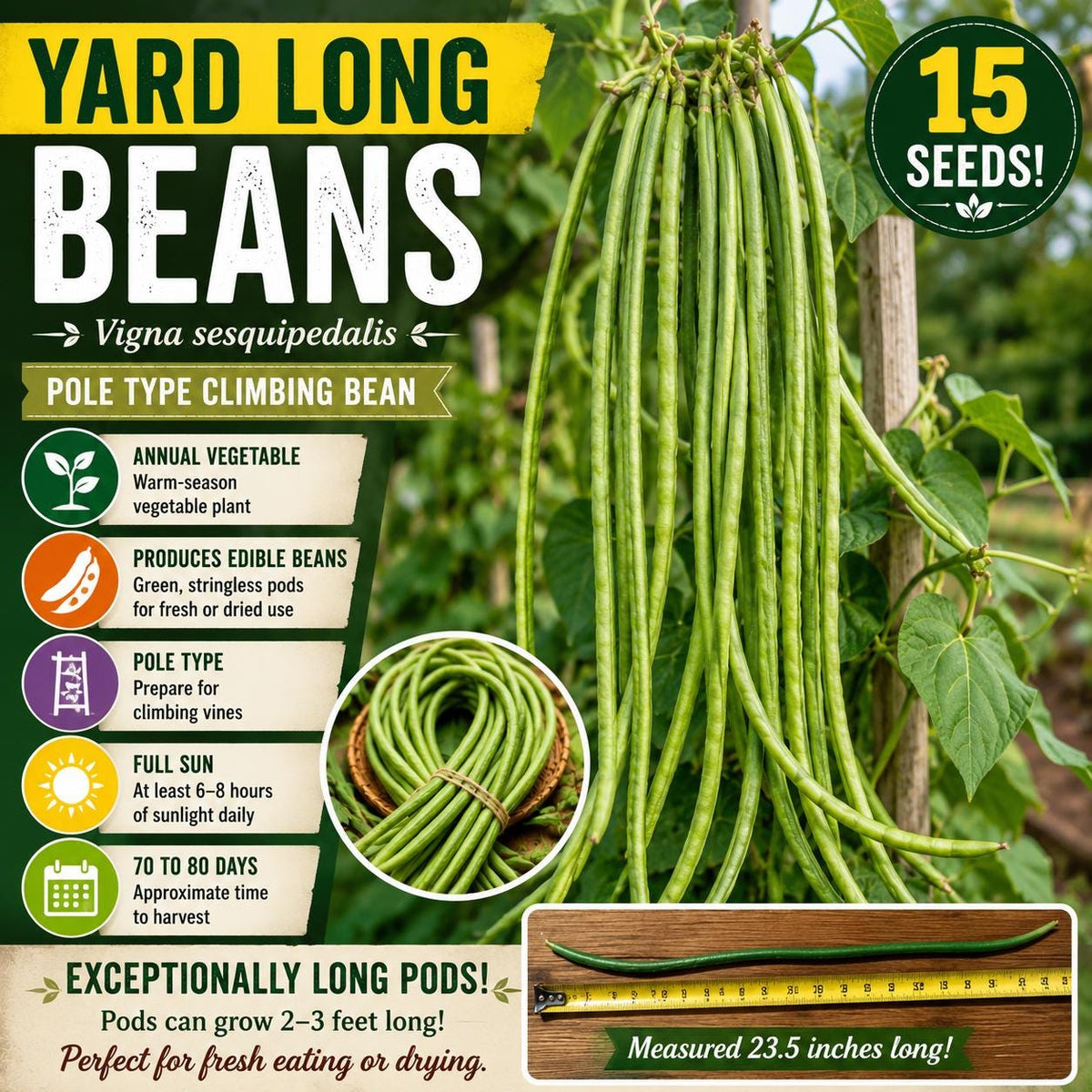 Yard Long Bean Seeds – Vigna sesquipedalis, Climbing Vegetable with Long Green Pods, 15 Seeds