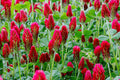 Crimson Clover Seeds 1 oz Trifolium incarnatum Red Flower Annual for Gardens, Meadows, Borders