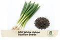 White Lisbon Scallion Seeds – 500 Pack, Allium fistulosum, Green & White, Fast-Growing Spring Onion for Vegetable Gardens, Containers