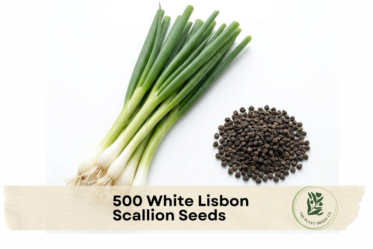White Lisbon Scallion Seeds – 500 Pack, Allium fistulosum, Green & White, Fast-Growing Spring Onion for Vegetable Gardens, Containers