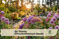 50 Thistle Chrysanthemum Flower Seeds – Spiky, Pollinator-Friendly Chrysanthemum spp. for Garden Beds & Cut Flowers