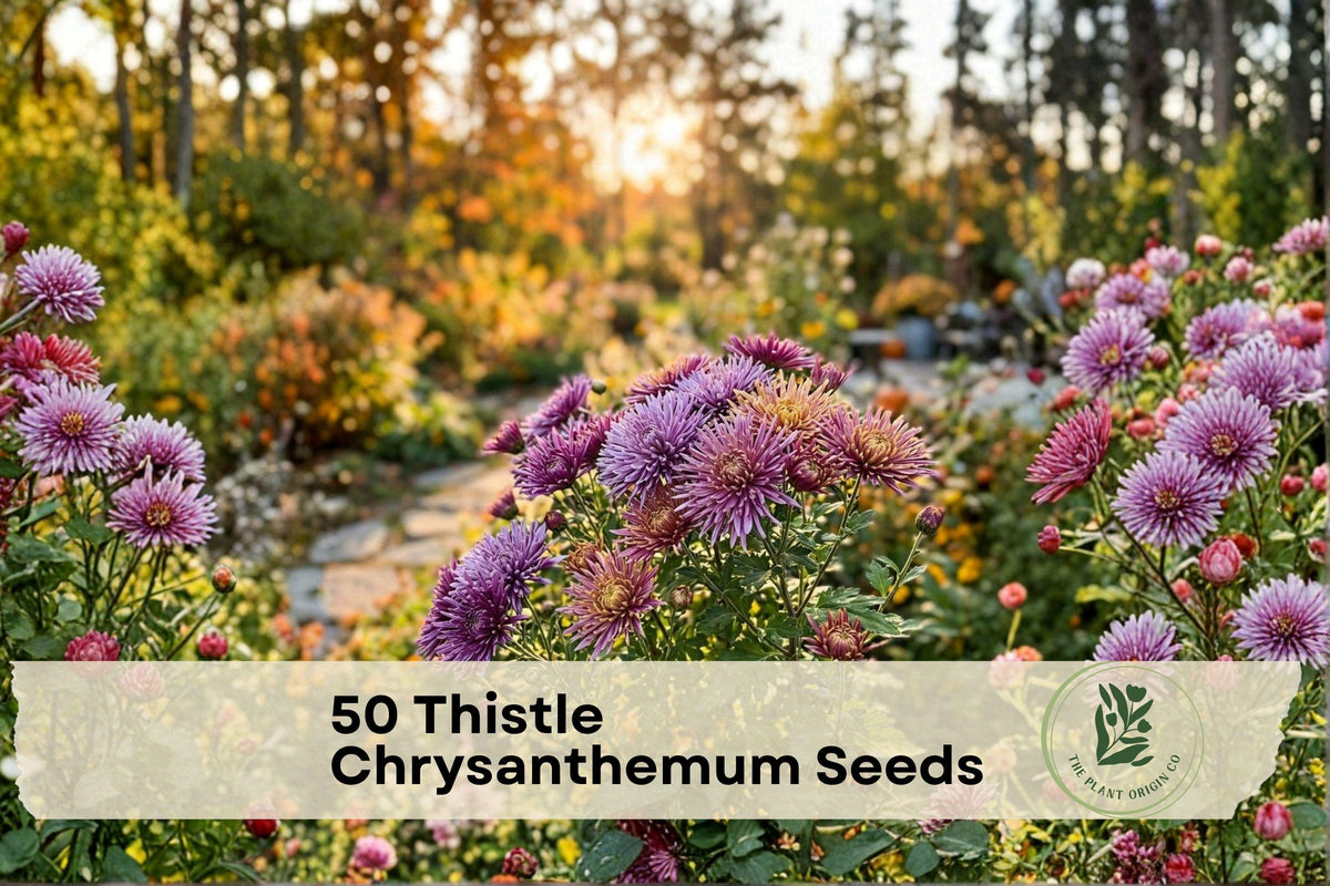 50 Thistle Chrysanthemum Flower Seeds – Spiky, Pollinator-Friendly Chrysanthemum spp. for Garden Beds & Cut Flowers