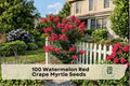 Watermelon Red Crape Myrtle Seeds, Lagerstroemia indica, Flowering Tree/Shrub, Red Bloom, Ornamental Garden Plant