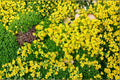 Yellow Acre Sedum Seeds - 200 Count - Ground Cover Succulent - Sedum acre - Yellow Flowers - Drought Tolerant Plant