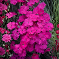 Neon Star Dianthus Live Starter Plant | Fragrant Pink Perennial | Evergreen Garden Flower | Dianthus ‘Neon Star’