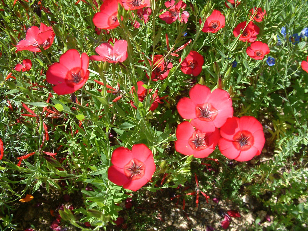 100 Scarlet Flax Seeds Linum grandiflorum rubrum Red Flax Annual Wildflower Seeds for Planting