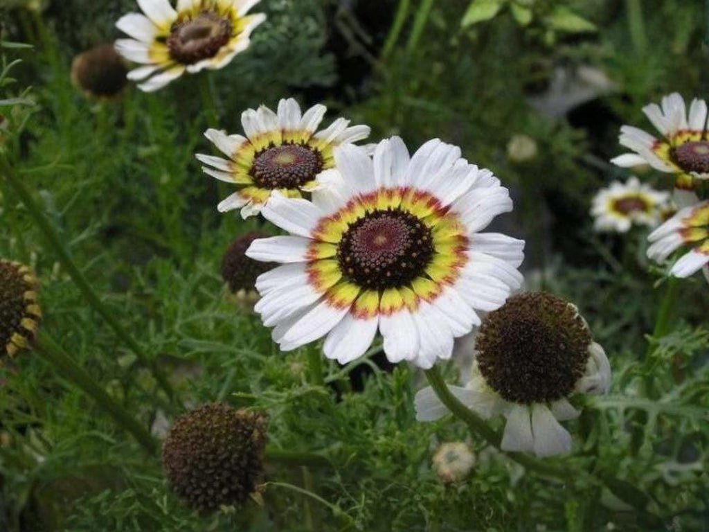 100 Seeds Painted Daisy Glebionis carinata Wildflower for Pollinator Cottage Garden