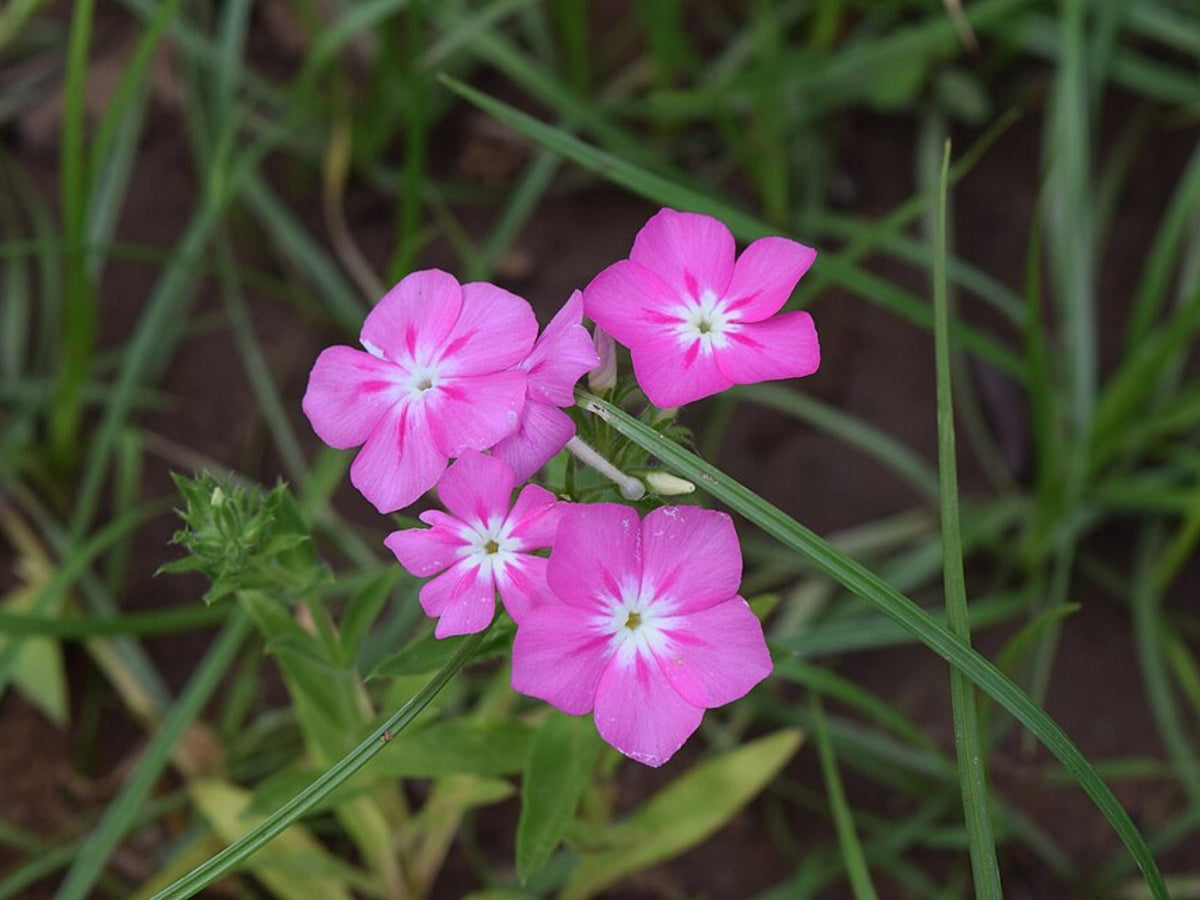 100 Annual Phlox Seeds Phlox drummondii Wildflower Pollinator Cottage Garden