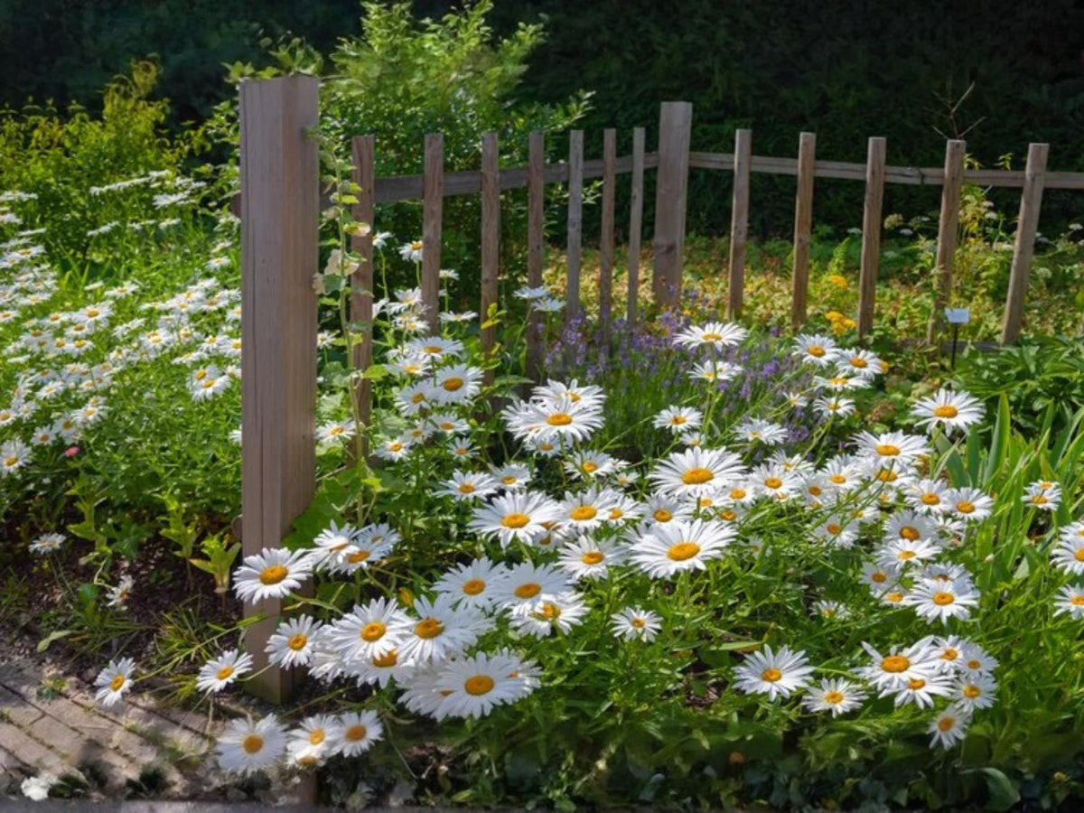 100 Oxeye Daisy Seeds Leucanthemum vulgare Wildflower Pollinator Cottage Garden